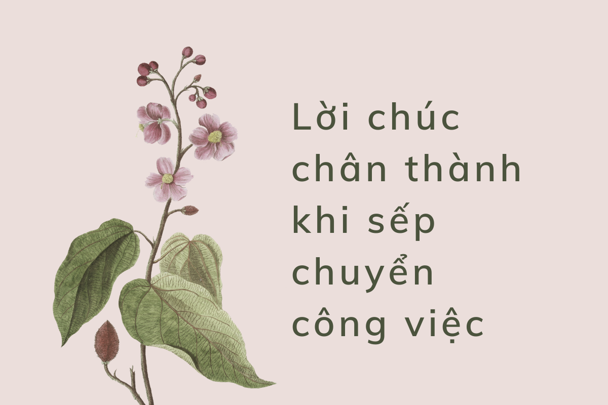 lời chúc sếp ý nghĩa