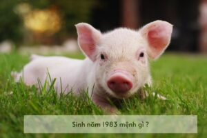 Người sinh năm 1983 Quý Hợi mệnh gì 