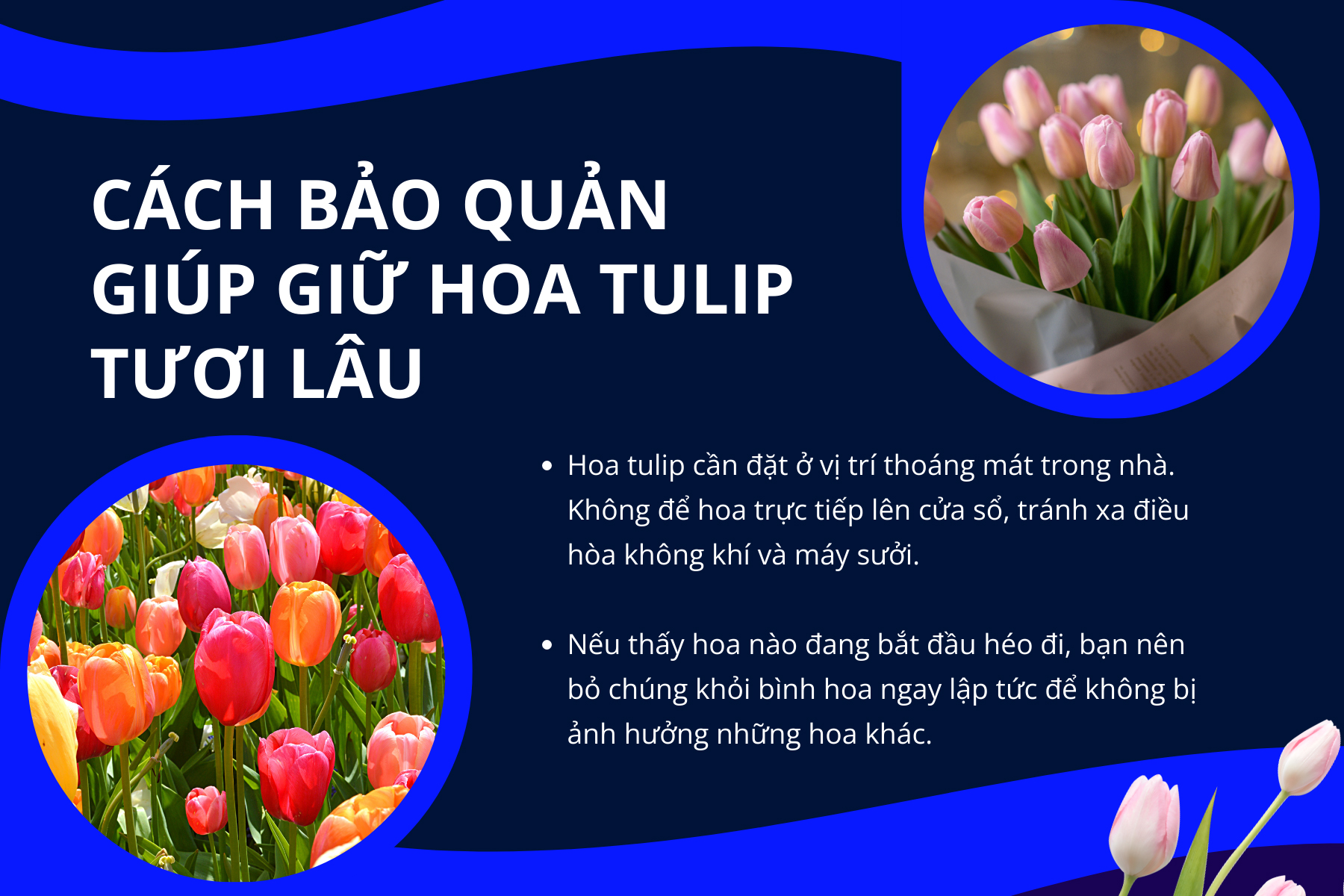 cách bảo quản hoa tulip