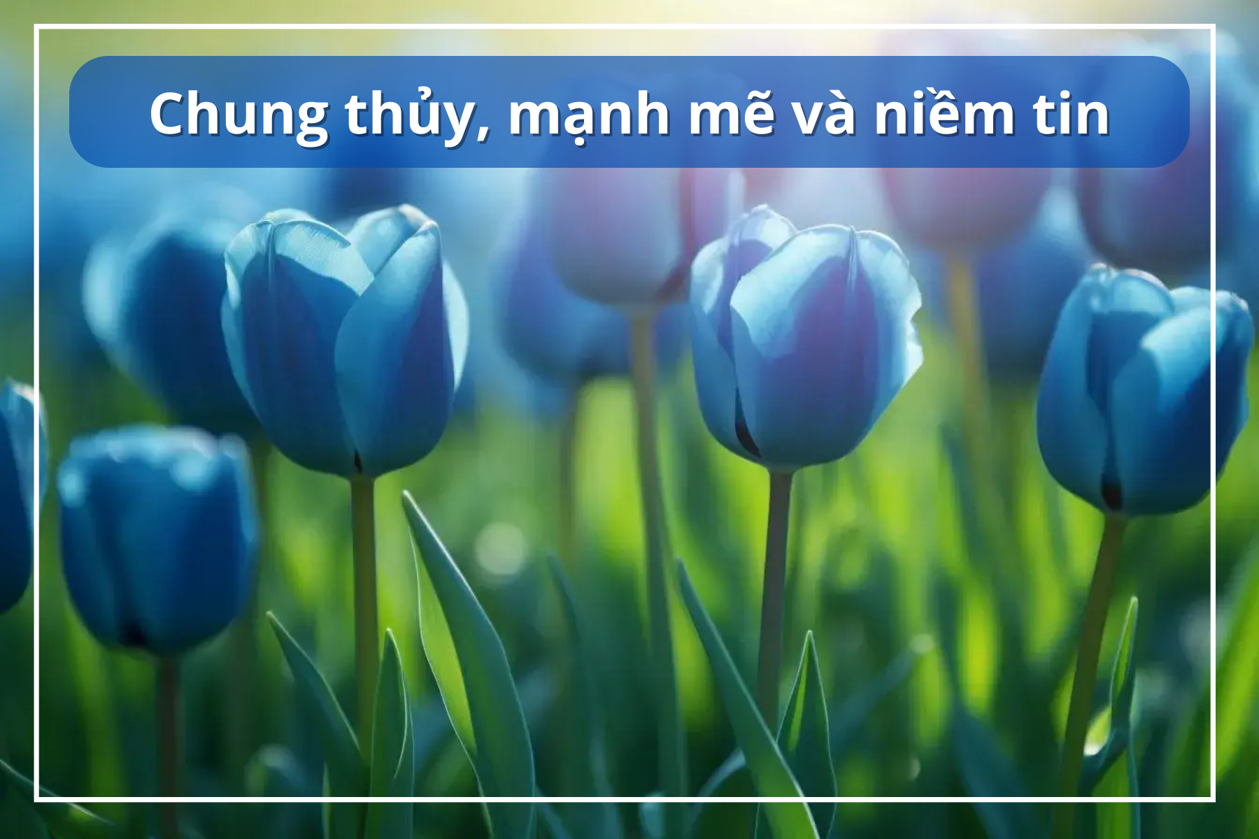 hoa tulip tượng trưng cho điều gì